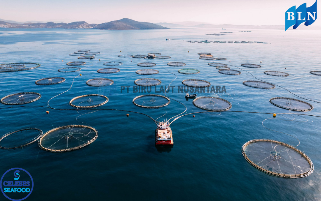 Sustainable Fishing Practices: The Future of the Seafood Industry